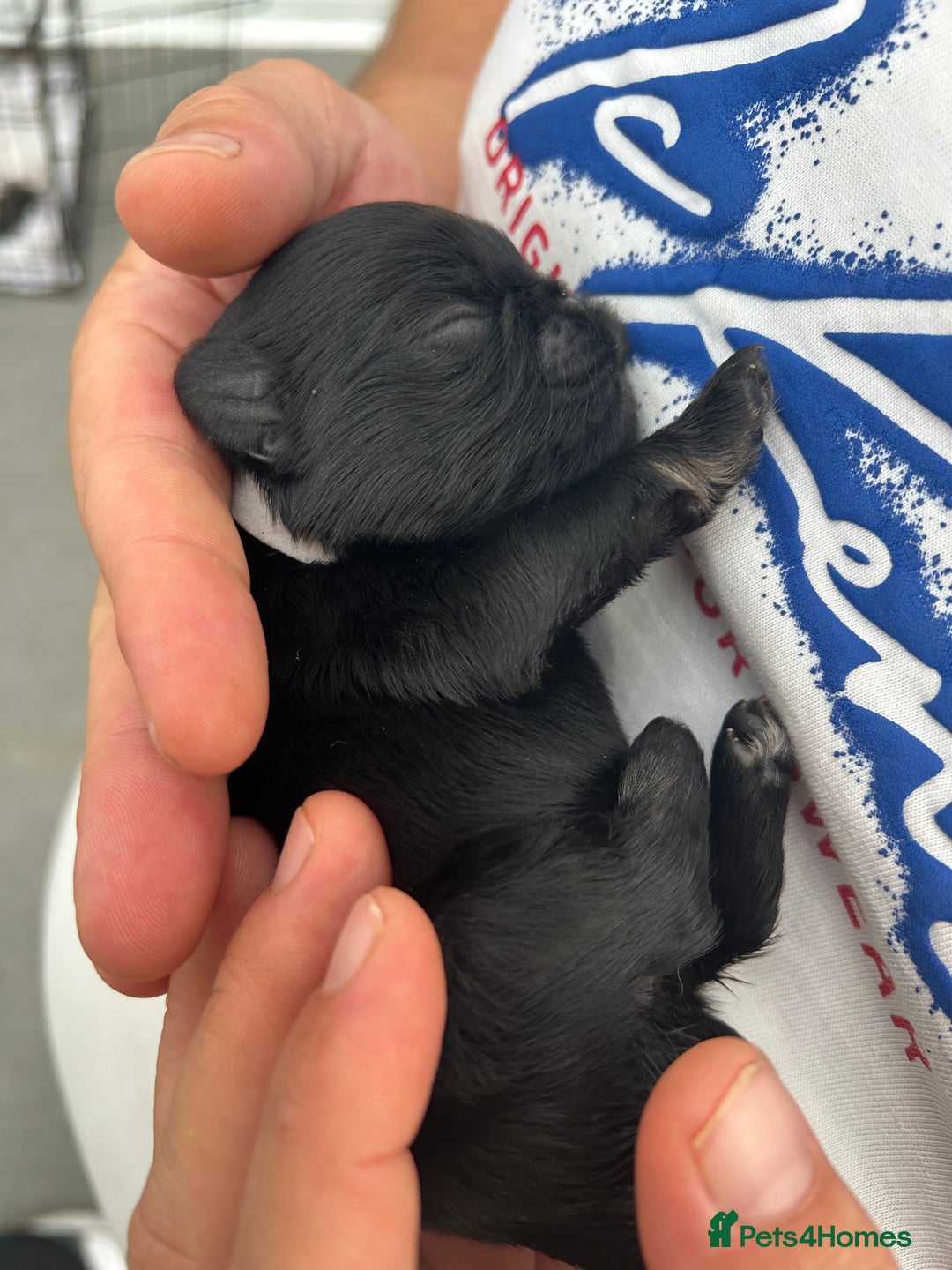 Pug dogs for sale: Beautiful Pug puppies - Image 7