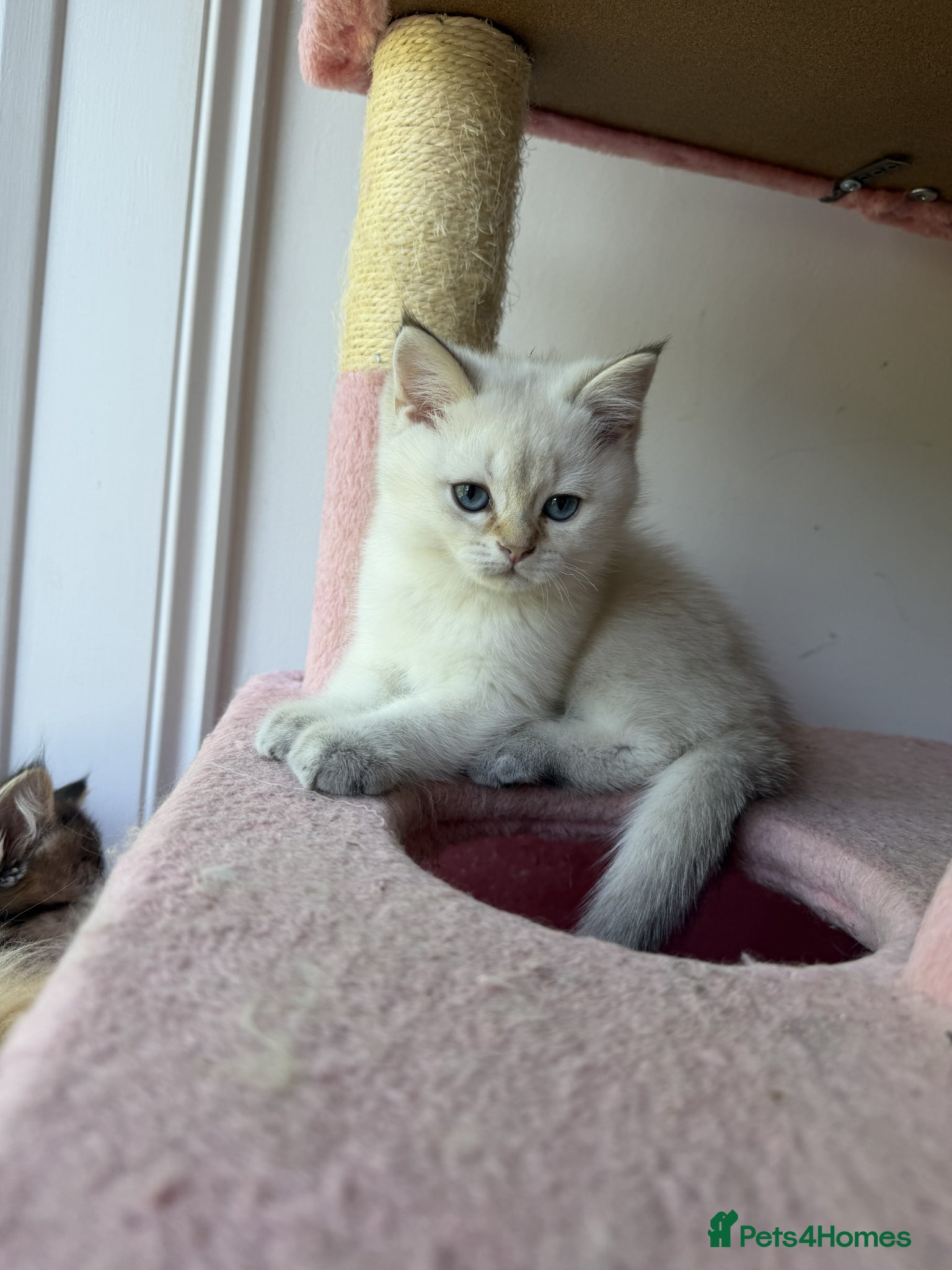 British Shorthair cats for sale: Stunning British shorthair & Longhair kittens - Advert 4