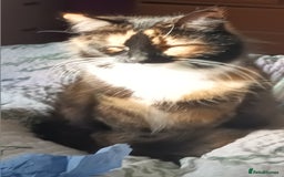 British Longhair cats for sale: Calico kitty for sale - Bella - Image 3