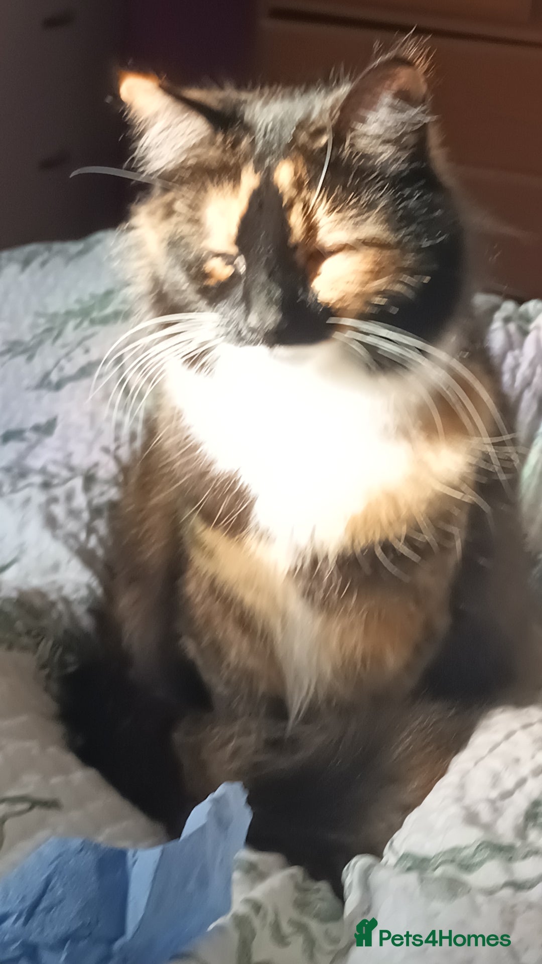 British Longhair cats for sale: Calico kitty for sale - Bella - Image 3