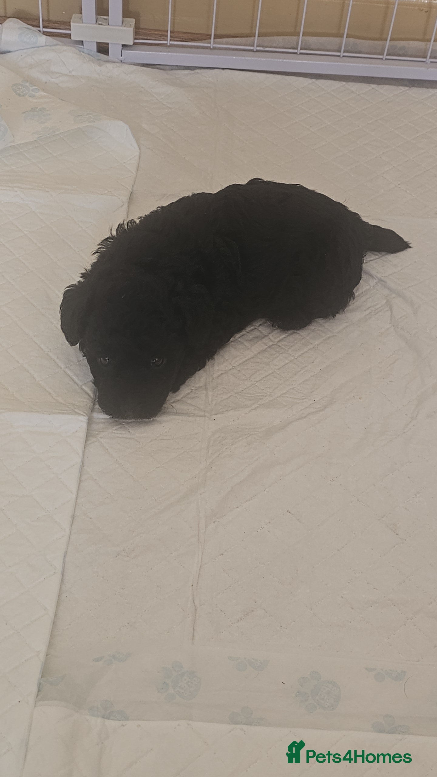 Mixed Breed dogs biewer x poodle babies ready to go next week  - Advert 9