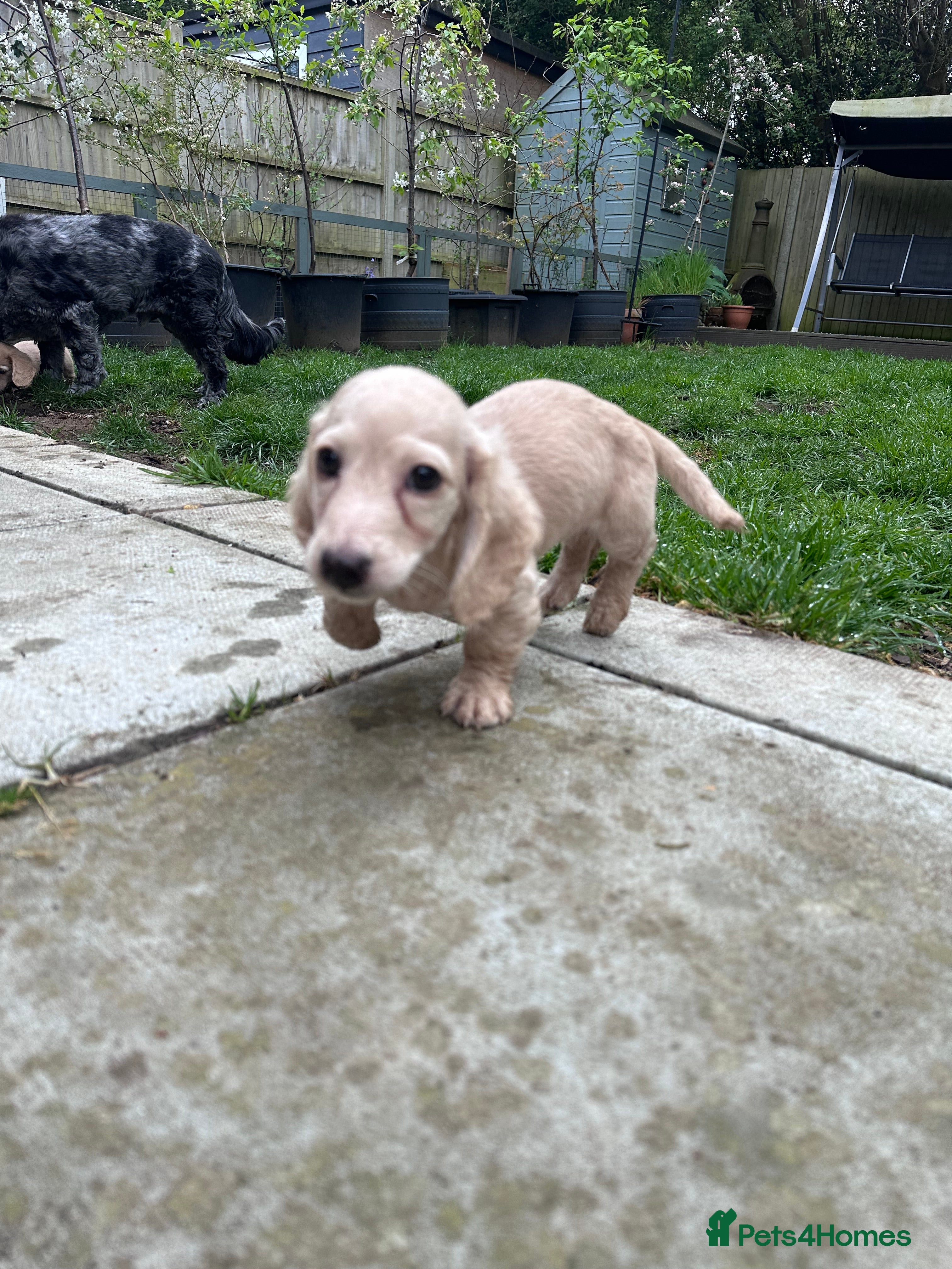 Miniature Dachshund dogs for sale: Miniature long haired dachshunds  - Advert 17