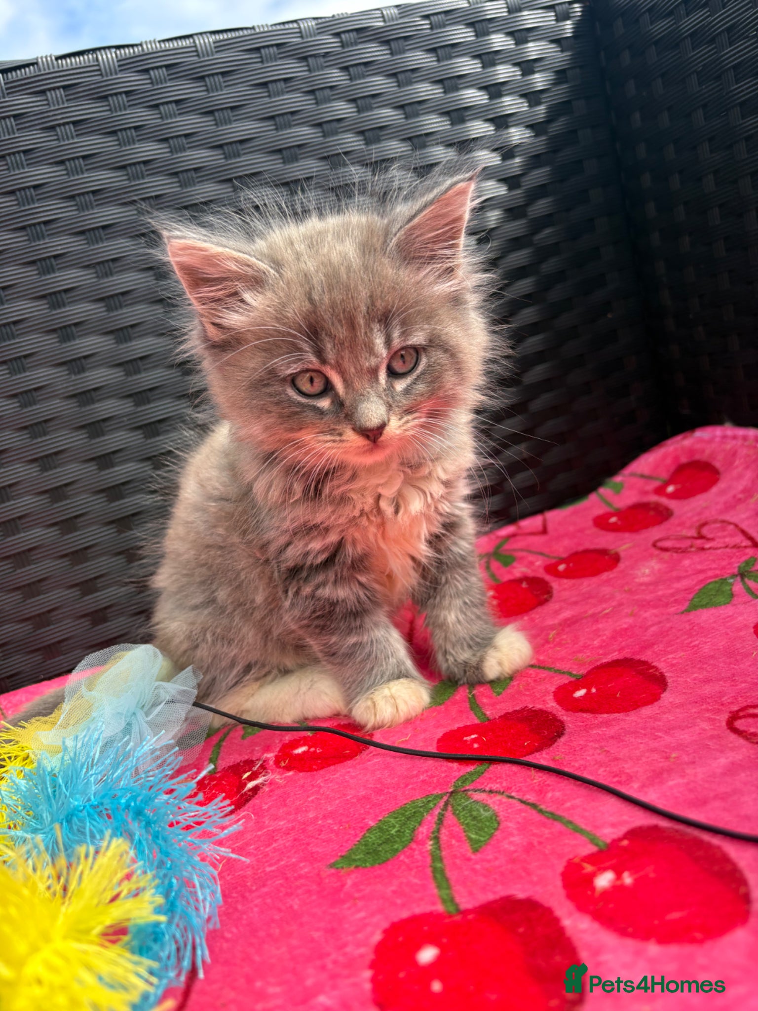 Mixed Breed Kitten 2
