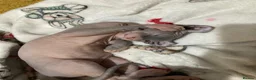 Sphynx cats for sale: Canadian elf sphinx - Advert 12