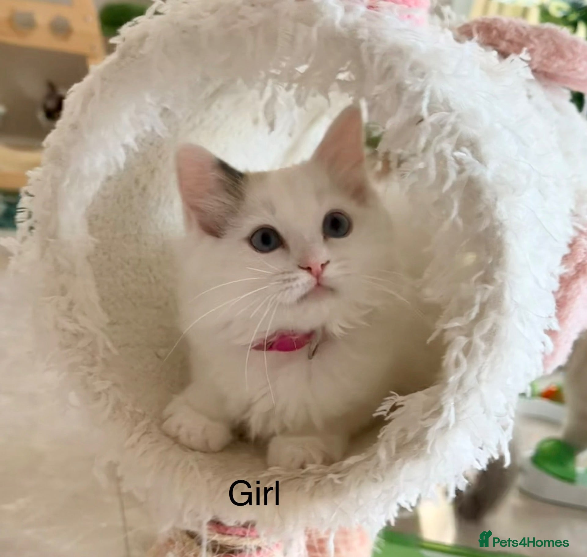Ragdoll cats Beautiful Ragdoll kittens from European lines - Advert 1