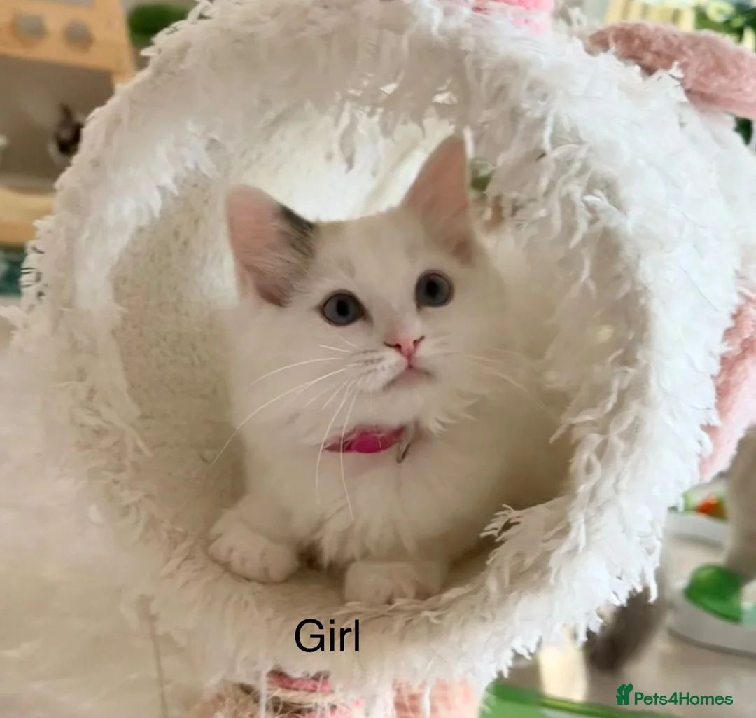 Ragdoll cats for sale: Beautiful Ragdoll kittens from European lines - Advert 2