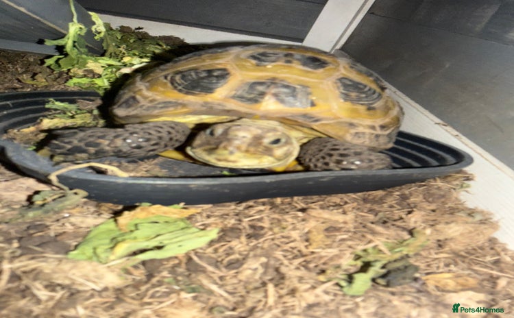 Tortoise reptiles - Advert 3