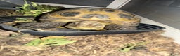 Tortoise reptiles for sale: Horsefield tortoise and enclosure  - Advert 1