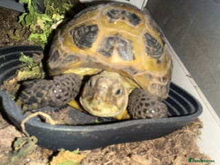 Tortoise reptiles - Advert 23