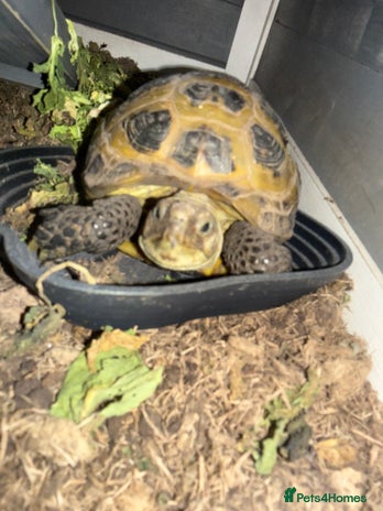 Tortoise reptiles - Advert 1