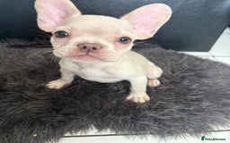 French Bulldog dogs for sale: 5 French bulldogs puppies ready to leave  - Image 1