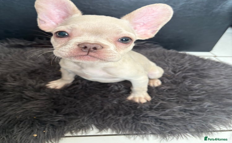 French Bulldog dogs - Advert 11