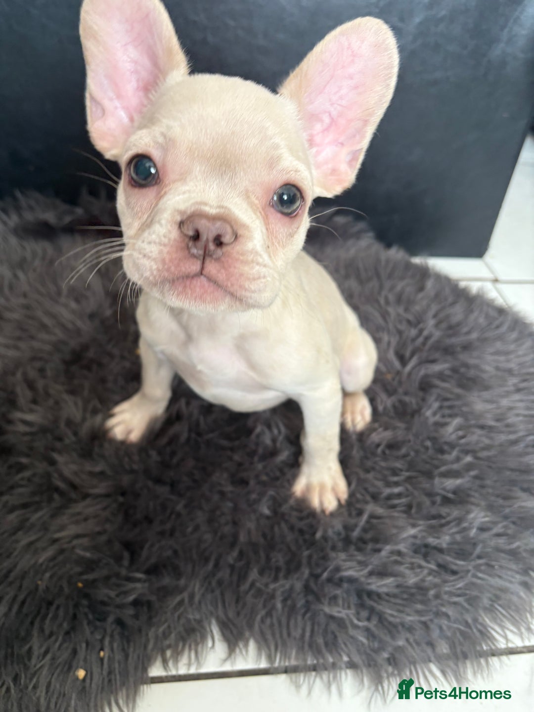 French Bulldog dogs for sale: 5 French bulldogs puppies ready to leave  - Image 1