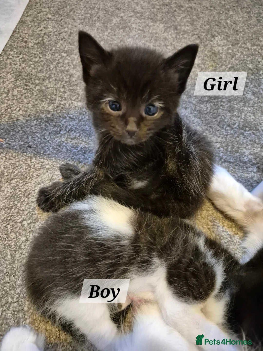 Ragdoll cats for sale: RAGDOLL X KITTENS 2 GIRLS 2 BOYS  - Advert 8