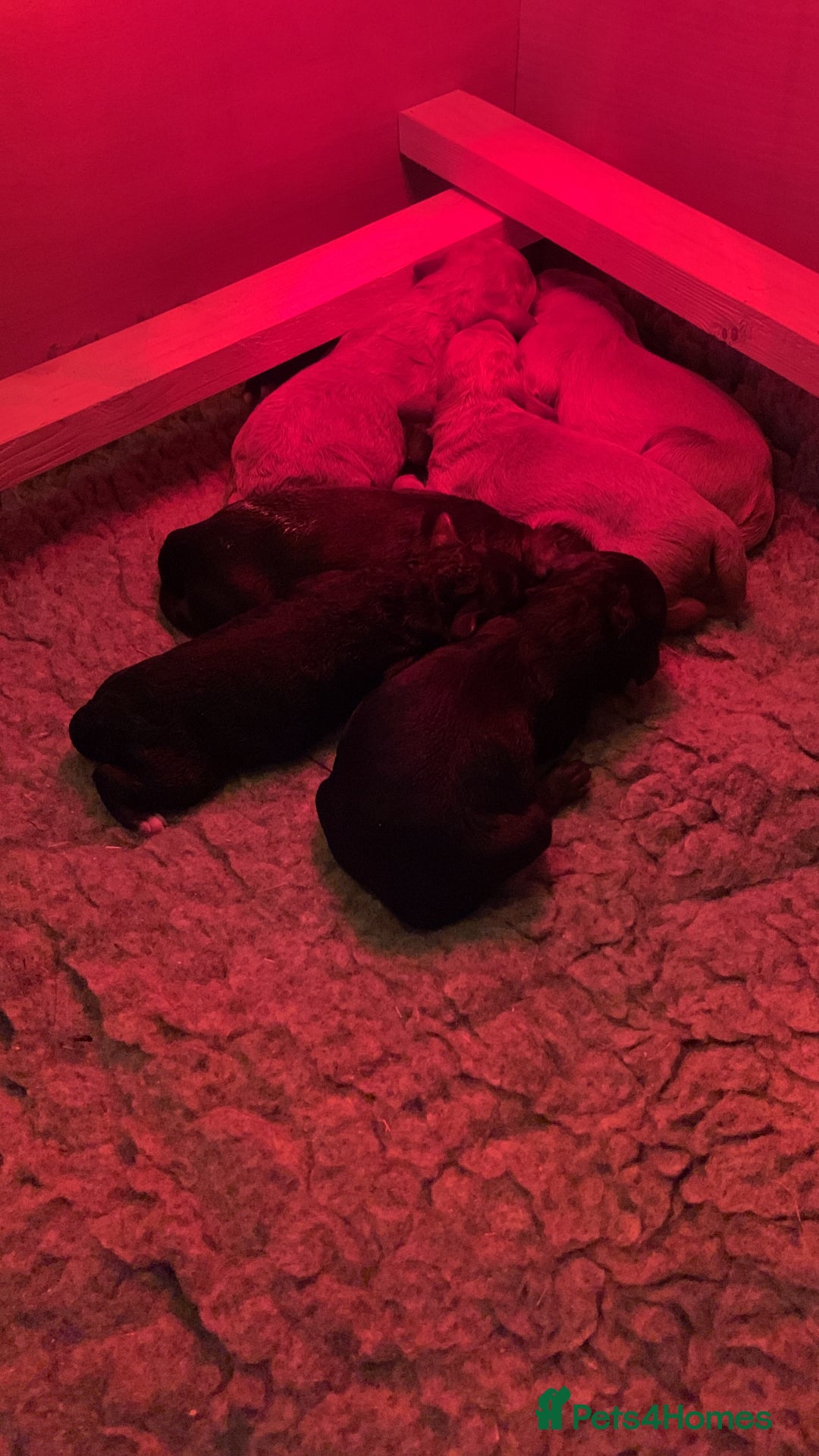 Labradoodle dogs for sale: F1b Miniature Labradoodle Puppies  - Image 4