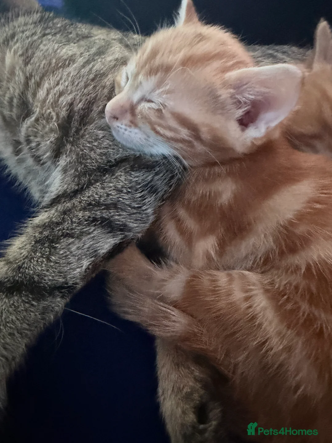 British Shorthair cats for sale: 4 beautiful male kittens  - Advert 2