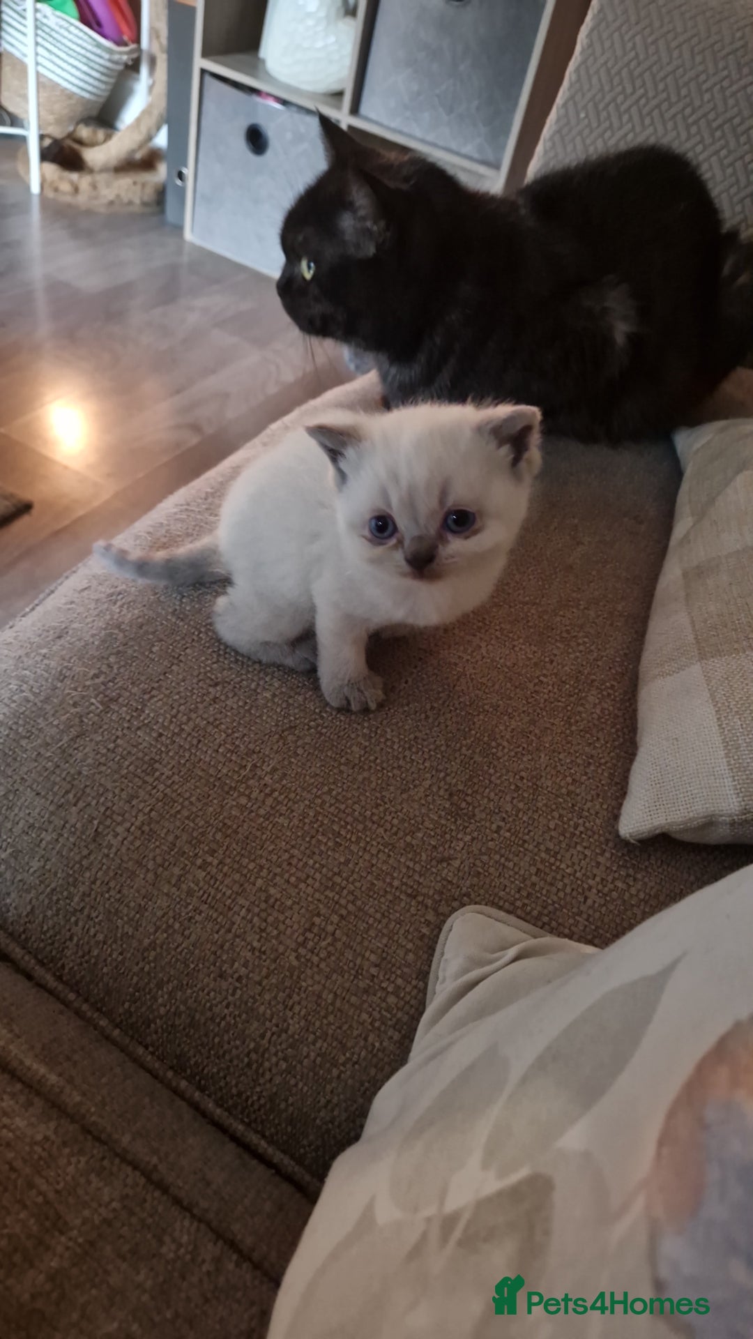British Shorthair cats for sale: Beutiful British shorthair kittens  - Image 2