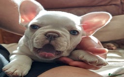 French Bulldog dogs for stud: 5 PANEL HEALTH CLEAR CHARLIE VERY WELL PROVEN! - Image 28