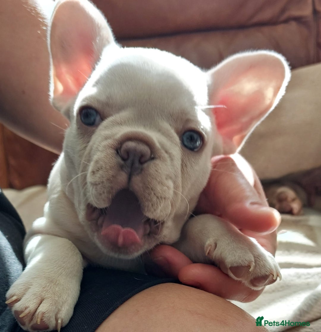 French Bulldog dogs for stud: 5 PANEL HEALTH CLEAR CHARLIE VERY WELL PROVEN! - Image 28