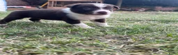 Border Collie dogs for sale: Border Collie Puppies Merles & Red and Whites - Advert 5
