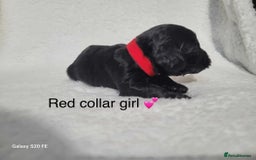 Cavapoo dogs for sale: Stunning litter of cavapoos - Image 9
