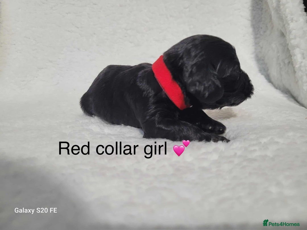 Cavapoo dogs for sale: Stunning litter of cavapoos - Image 9