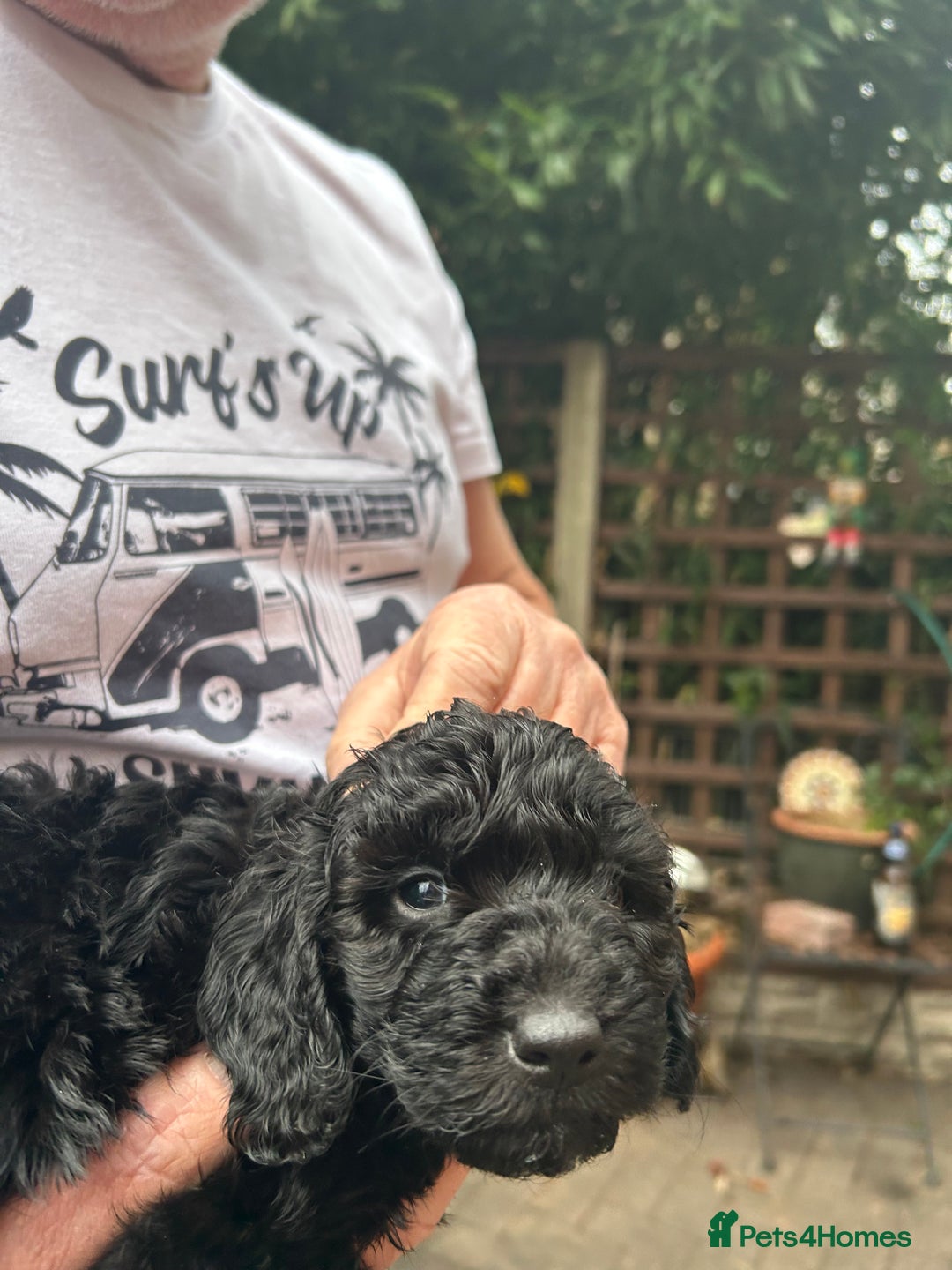 Cockapoo dogs for sale: F1B cockapoo puppies  - Advert 9