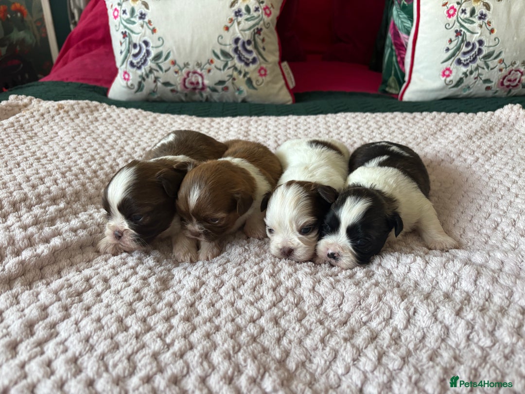 Shih Tzu dogs for sale: Shih tzu puppies from sale  - Advert 2