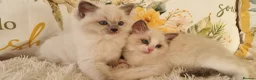 Ragdoll cats for sale: 💕BEAUTIFUL TICA REGISTERED RAGDOLLS KITTENS 💕 - Advert 5