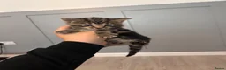 Mixed Breed cats for sale: Kittens for sale  - Advert 7