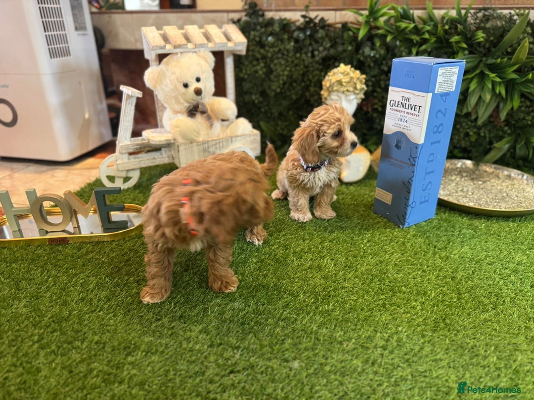 Maltipoo dogs for sale: Beautiful Korean Maltipoo Puppies–3 Girls &2 Boys  - Advert 16