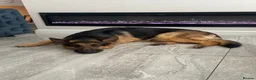 German Shepherd dogs for stud: Kc reg German Shepherd for stud   - Advert 2