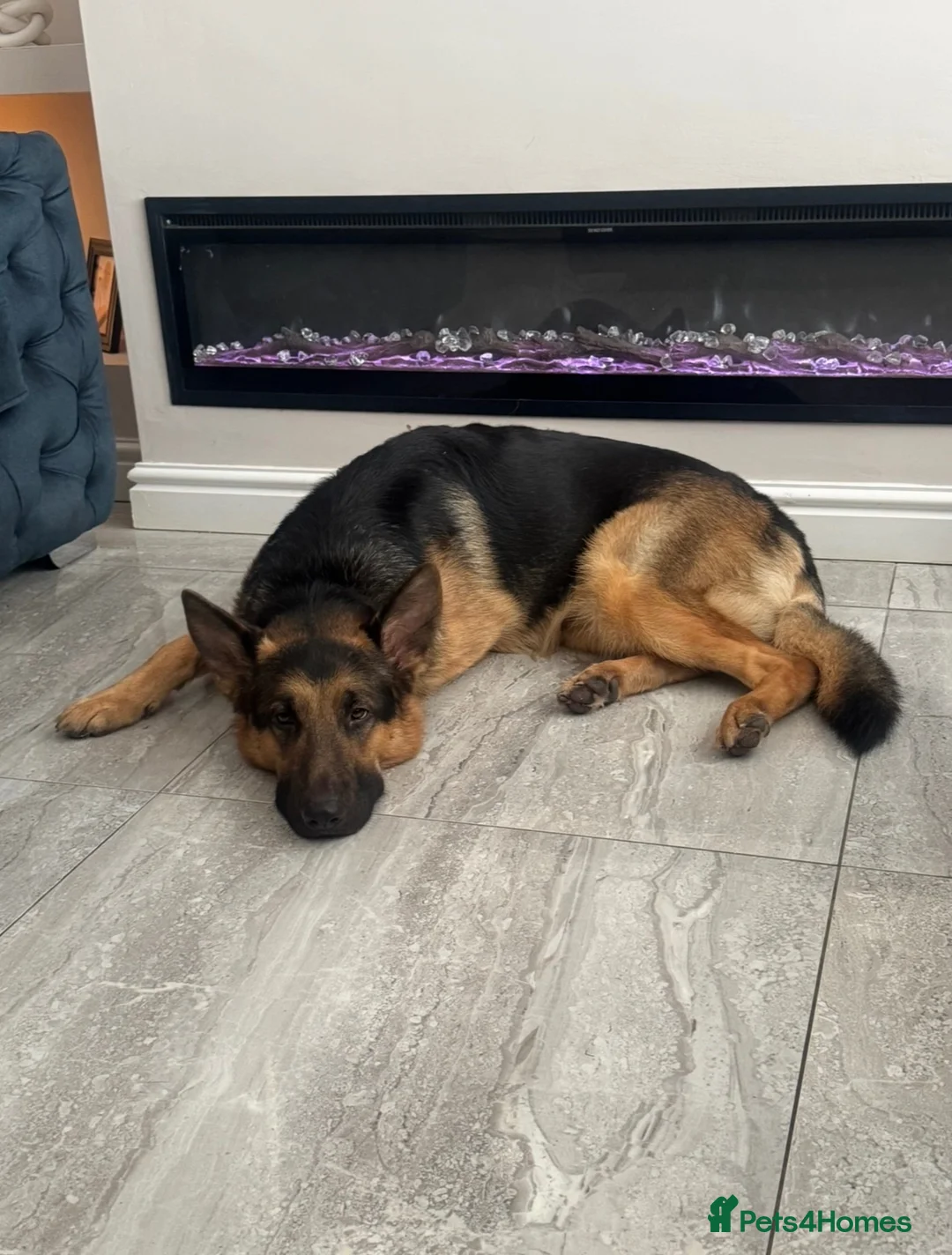 German Shepherd dogs for stud: Kc reg German Shepherd for stud   - Advert 2