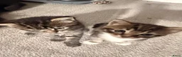 Mixed Breed cats for sale: Super cute and friendly tabby kittens  - Advert 6