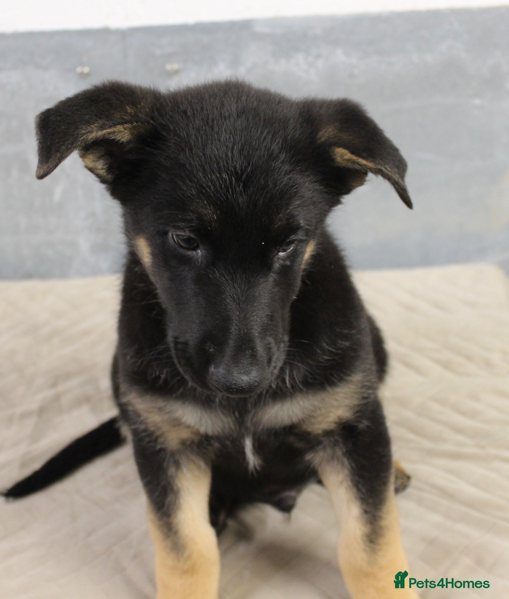 German Shepherd dogs for sale: German Shepherd Puppies  - Advert 19