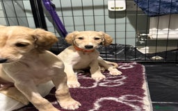 Saluki dogs for sale: Saluki  - Image 23