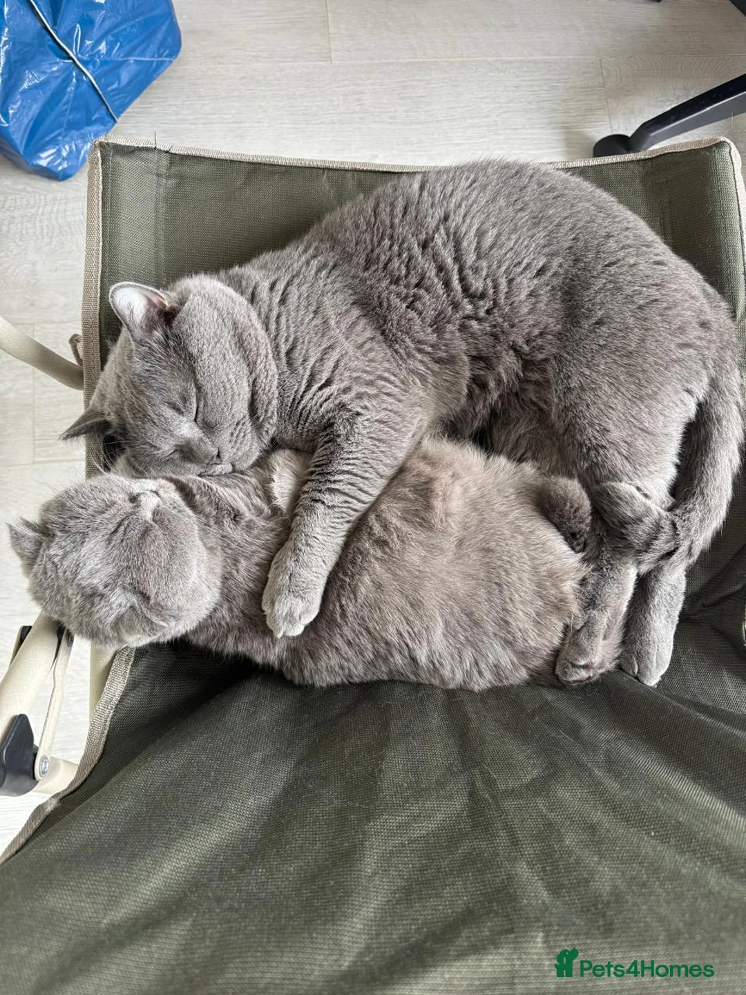 British Shorthair cats for sale: Purebred BSH Kittens- Premium & Imported Lineage - Advert 2