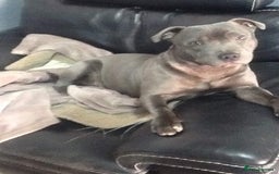 Staffordshire Bull Terrier dogs for sale: Staffordshire Bull Terrier Pups KC REGISTERED  - Image 14