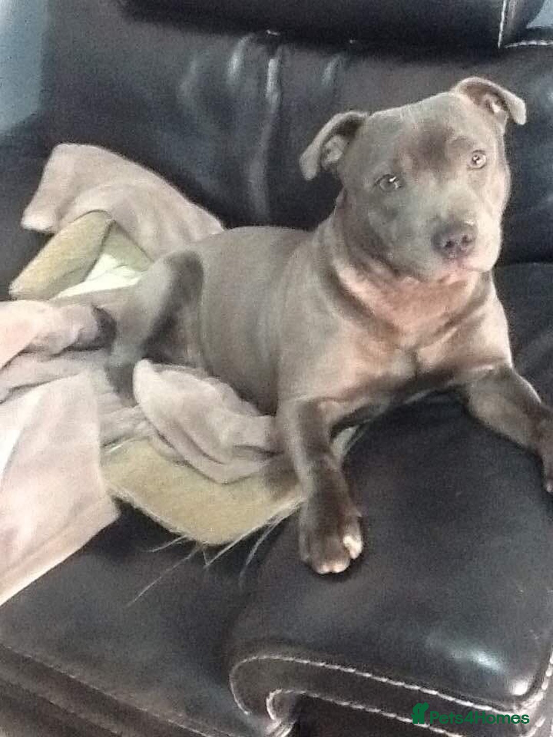 Staffordshire Bull Terrier dogs for sale: Staffordshire Bull Terrier Pups KC REGISTERED  - Image 14