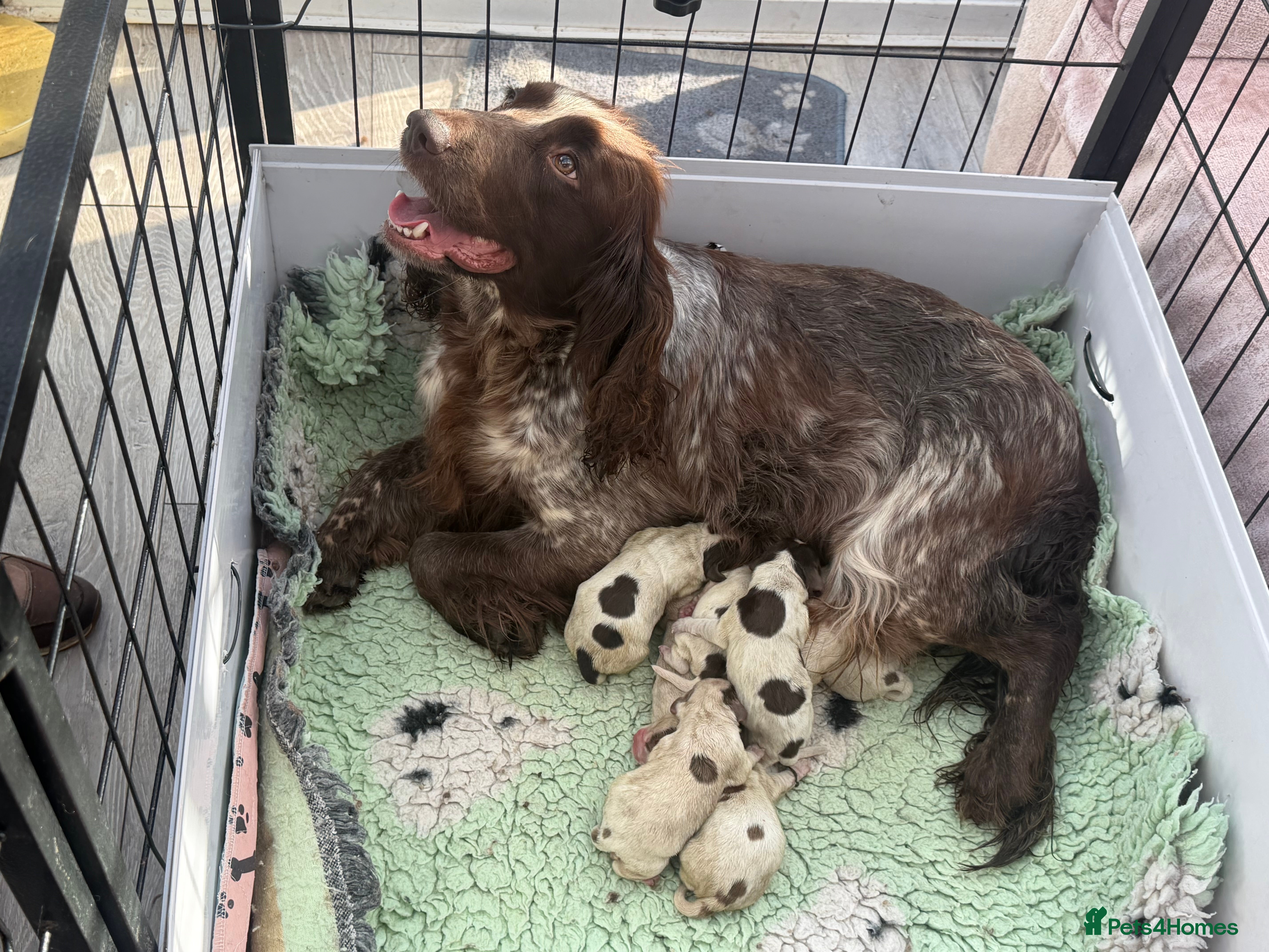 Sprocker dogs Sprocker puppys  - Advert 5