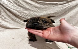 Mixed Breed dogs for sale: Beautiful frow frows for sale - Image 6