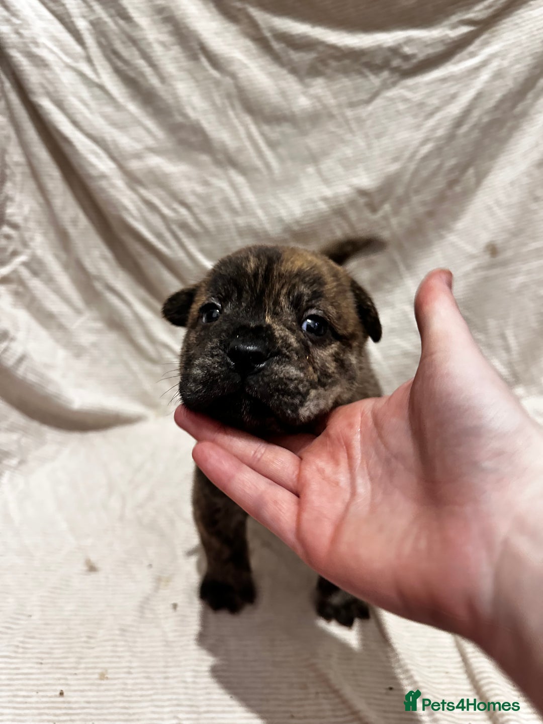 Mixed Breed dogs for sale: Beautiful frow frows for sale - Image 6
