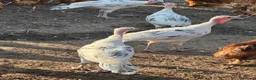 Turkeys poultry for sale: Crolwitzer turkey poults - Advert 1