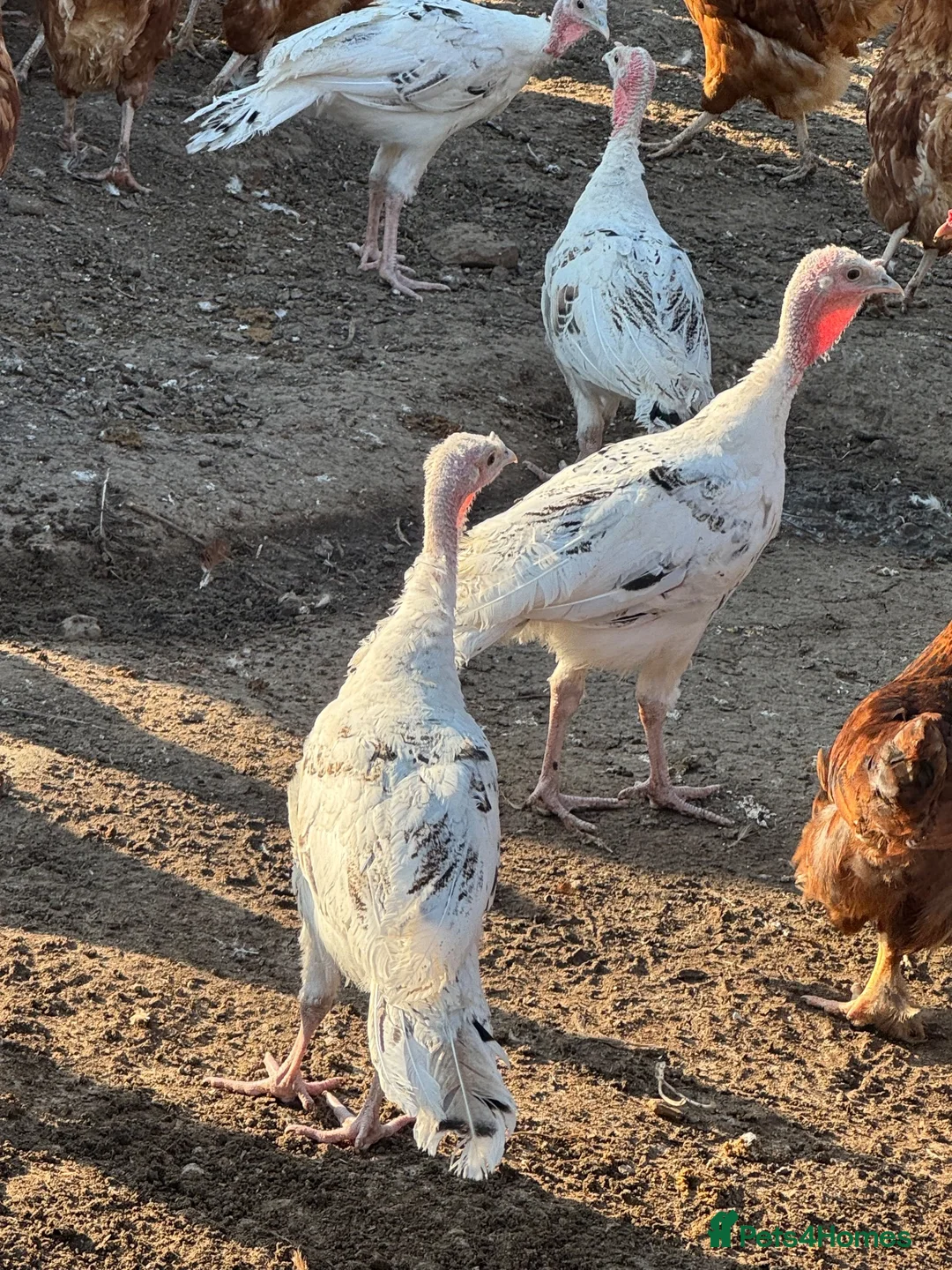 Turkeys poultry for sale: Crolwitzer turkey poults - Advert 1