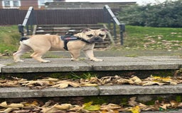 English Bulldog dogs for sale: Female english bulldog puppy  - Advert 2