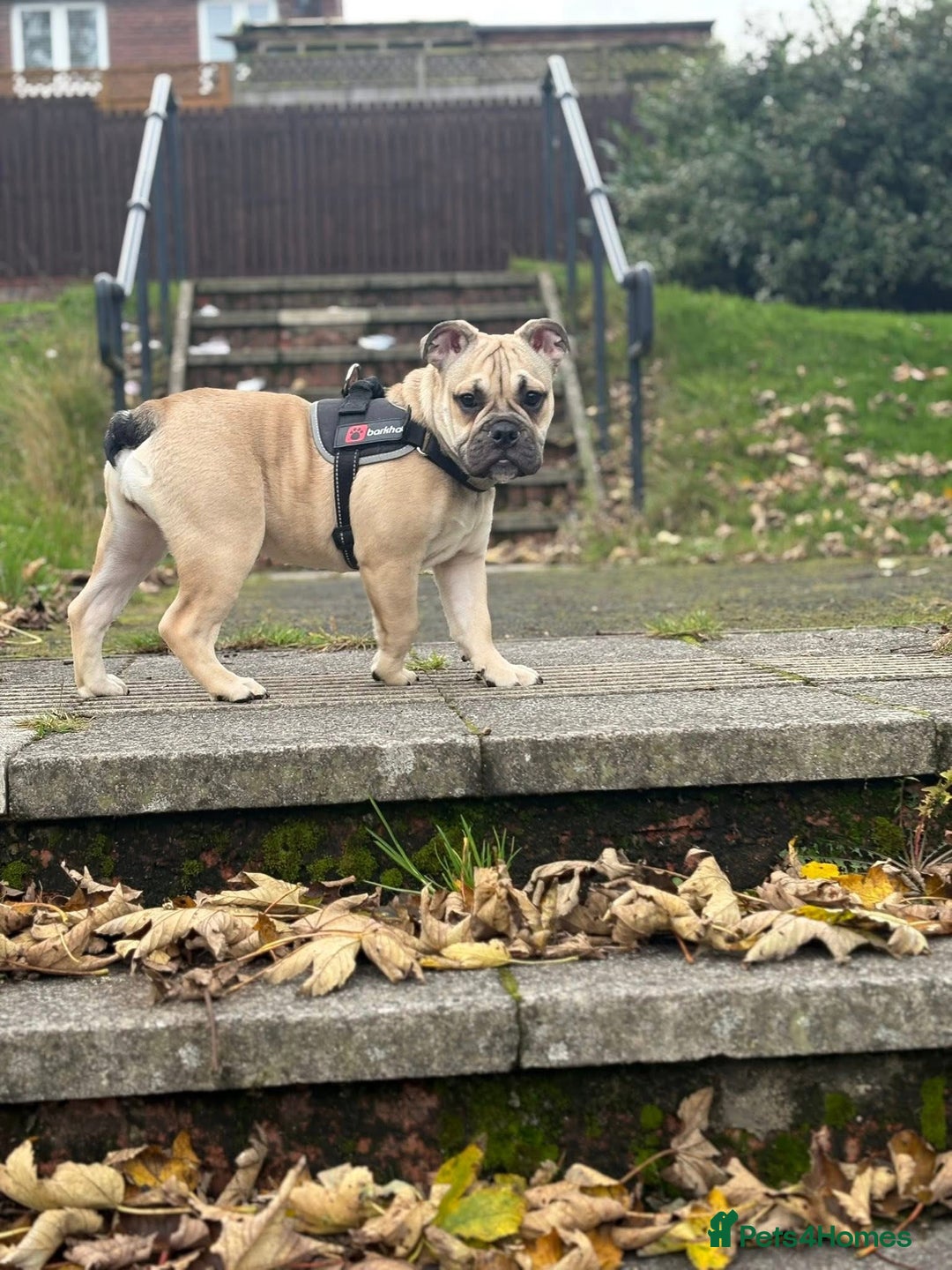 English Bulldog dogs for sale: Female english bulldog puppy  - Advert 2