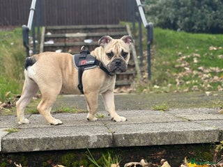 English Bulldog dogs Female english bulldog puppy - Advert 2