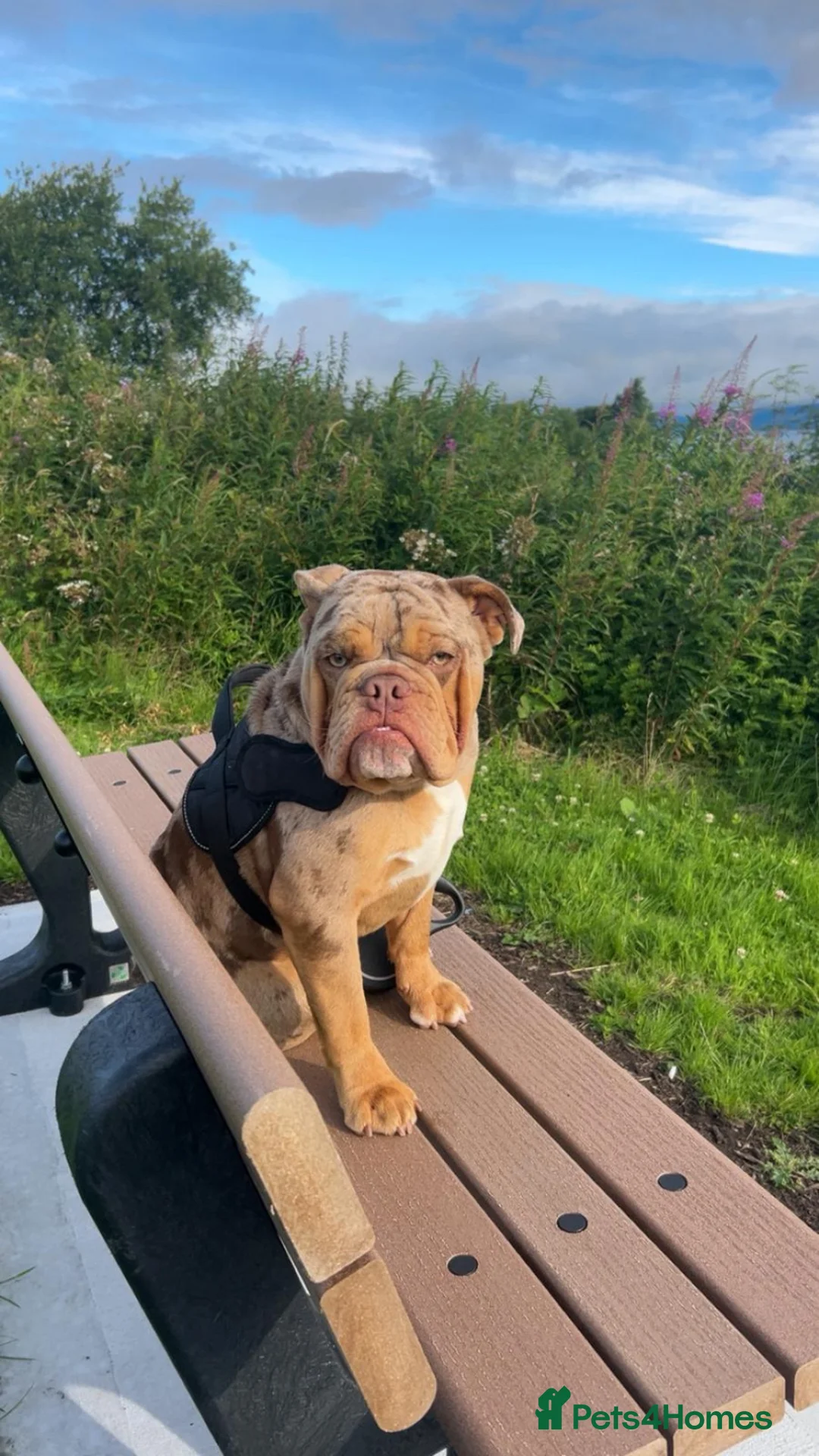 English Bulldog dogs for stud: Pedigree English Bulldog for Stud 1.5 Yr Old - Advert 2