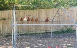 Chickens poultry for sale: Chickens - Image 4