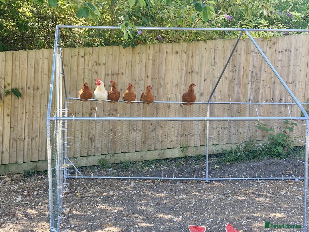 Chickens poultry for sale: Chickens - Image 4